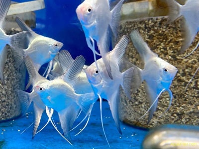 Скалярия Болгаарская Жемчужина, SM